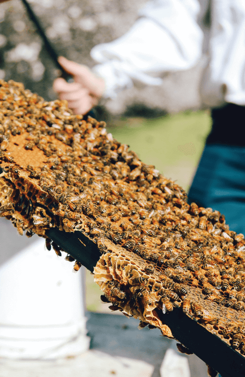 Bees on large pieces of honeycomb in a rectangular tray in an outdoor setting