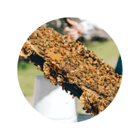 Icon thumbnail of bees on large pieces of honeycomb in a rectangular tray in an outdoor setting